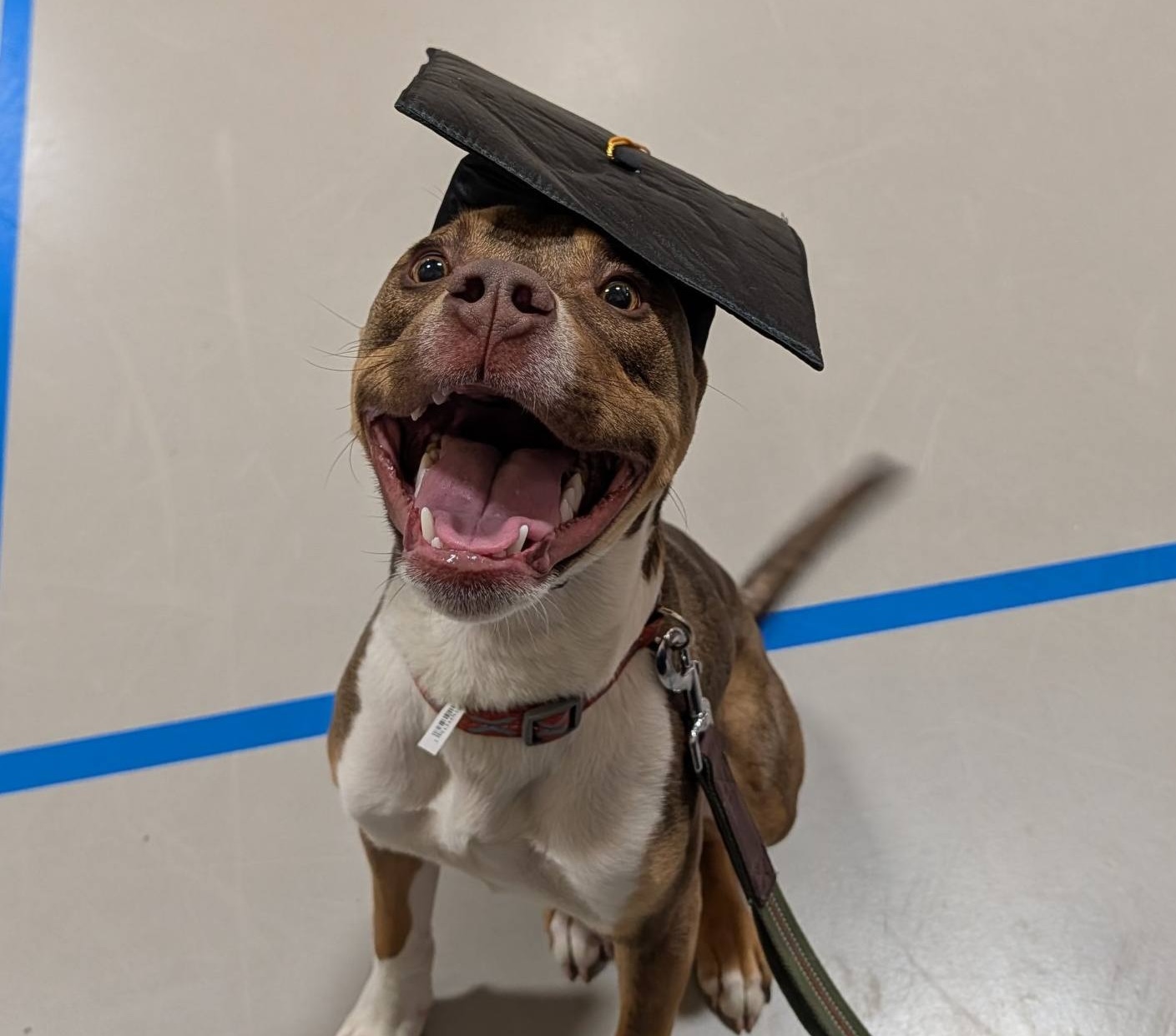 Dog Obedience Class